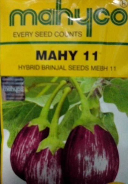 MAHY 11 Hybrid Brinjal Seeds