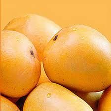 Ratnagiri Alphonso Mango 02