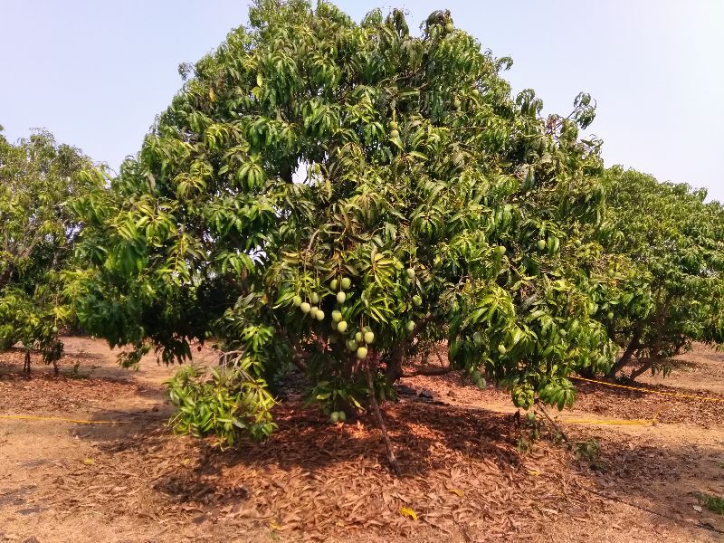 Ratnagiri Alphonso Mango 04
