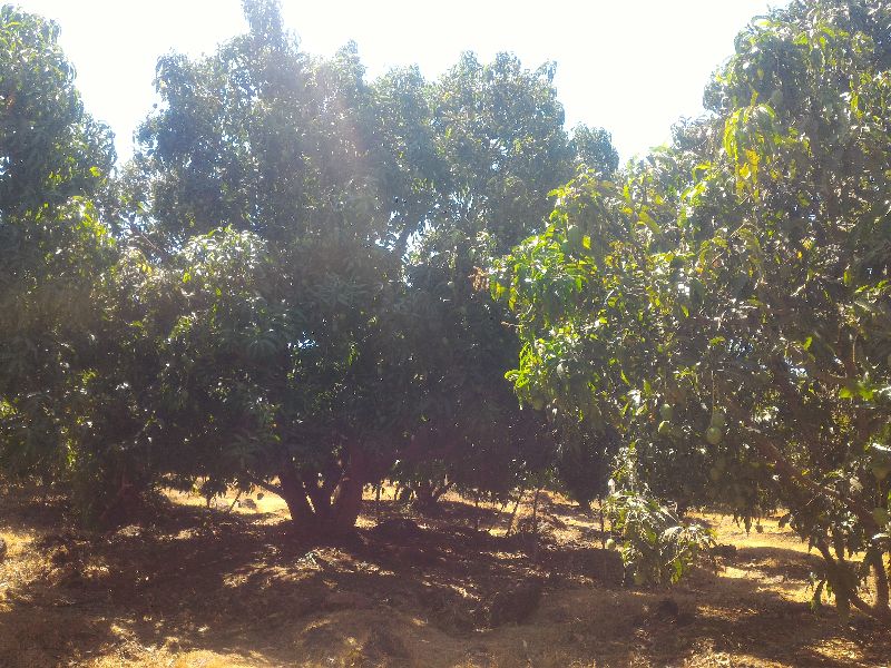 Ratnagiri Alphonso Mango 08
