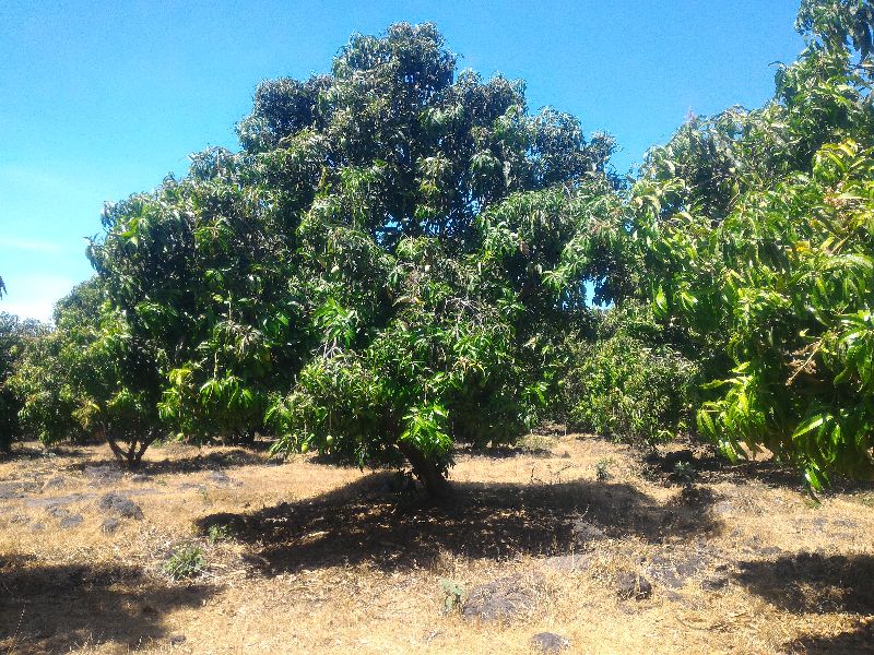 Ratnagiri Alphonso Mango 09