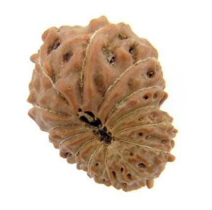 14 Mukhi Java Rudraksha