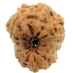 15 Mukhi Java Rudraksha