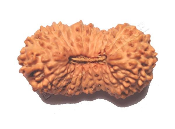 19 Mukhi Java Rudraksha