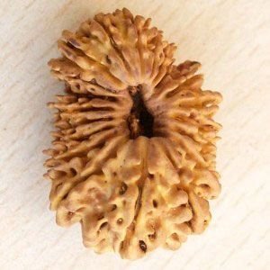 20 Mukhi Java Rudraksha