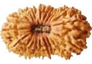 21 Mukhi Java Rudraksha