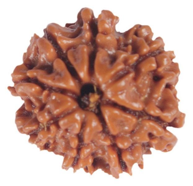 8 Mukhi Java Rudraksha