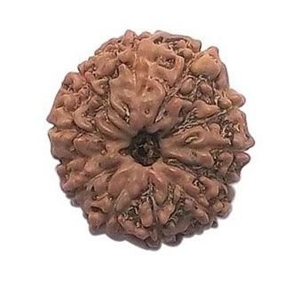 9 Mukhi Java Rudraksha