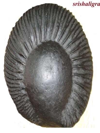 Surya Shaligram Stone