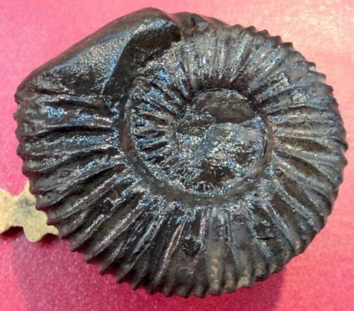 Vishnu Chakra Shaligram Stone