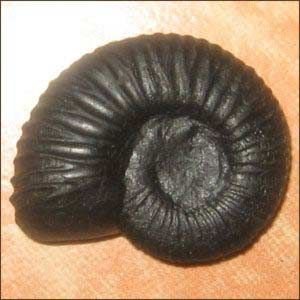 Vishnu Shaligram Stone