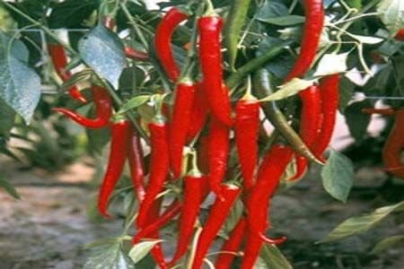 Anmol Chilli Seeds