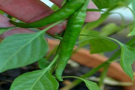 Arjun Chilli Seeds