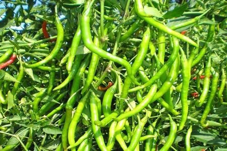 Garima Chilli Seeds