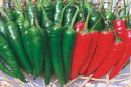 Laxmi Chilli Seeds
