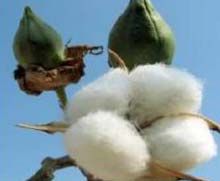 Organic Cotton Seeds 01