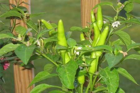 Fresh Suraj Chilli
