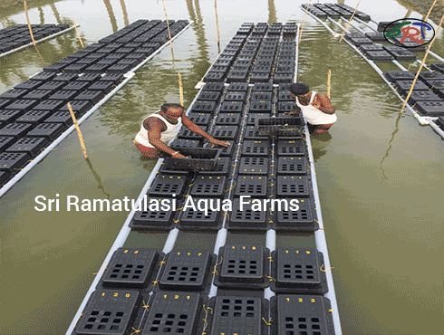 Multi Utility Crab Farming Box 01