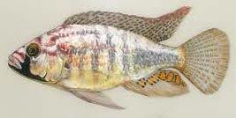 Mali Fish