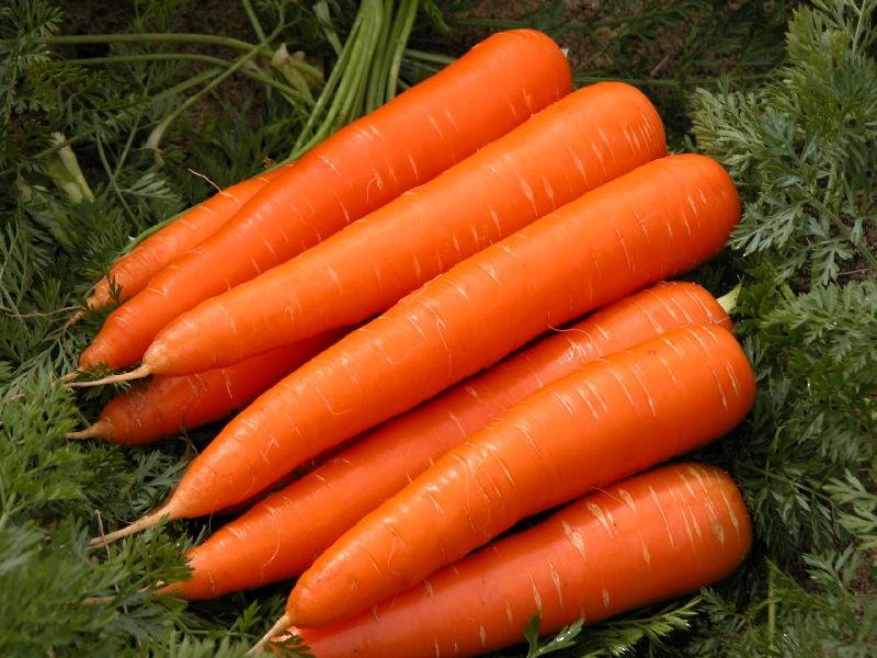 Fresh Carrot 02