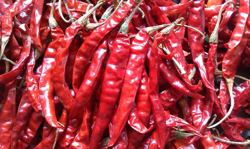 Dried Red Chilli 03