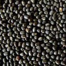 Whole Urad Dal 03