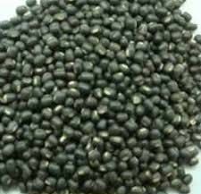 Whole Urad Dal 04