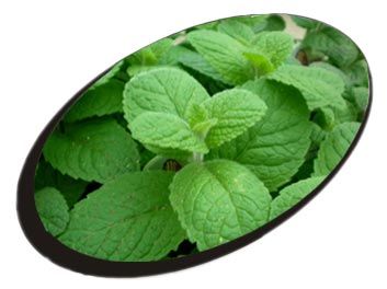 Mint Leaves