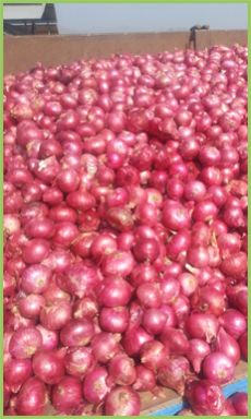 Fresh Red Onion 02