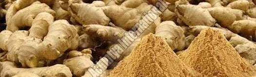 Dried Ginger Powder