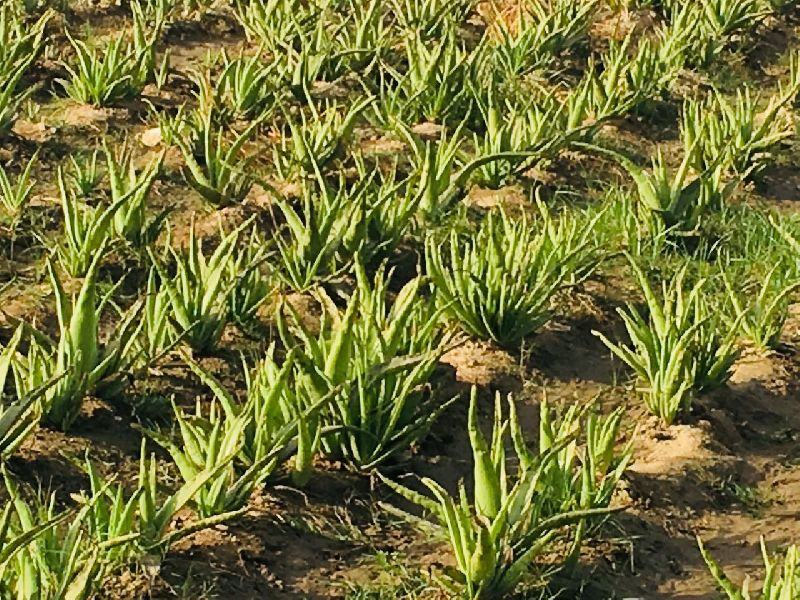 Fresh Aloe Vera Leaf 01