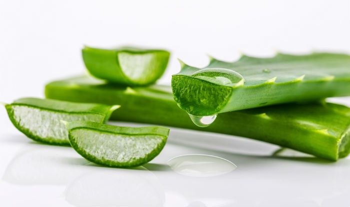 Fresh Aloe Vera Leaf 04