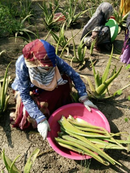Fresh Aloe Vera Leaf 02