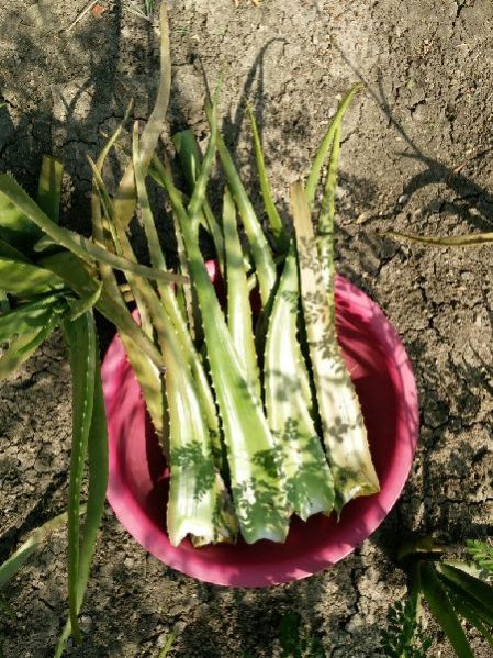 Fresh Aloe Vera Leaf 03