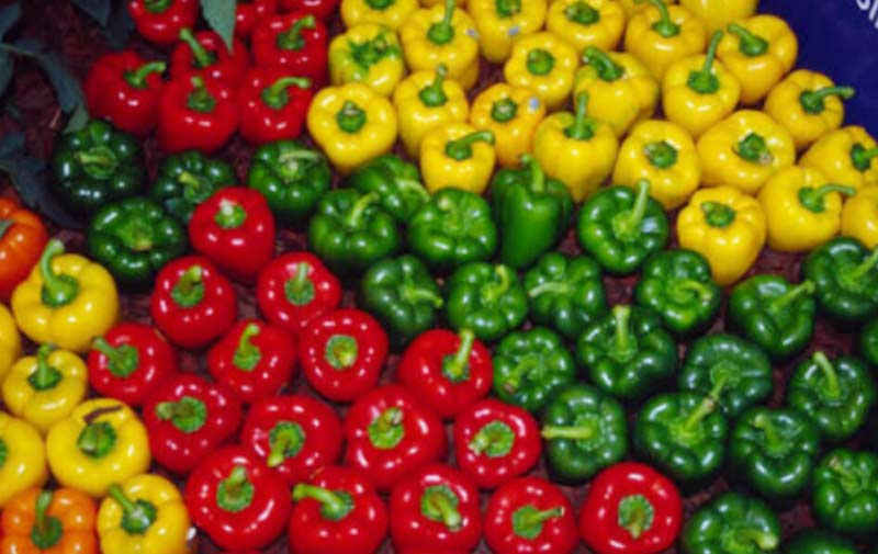 Fresh Capsicum 02