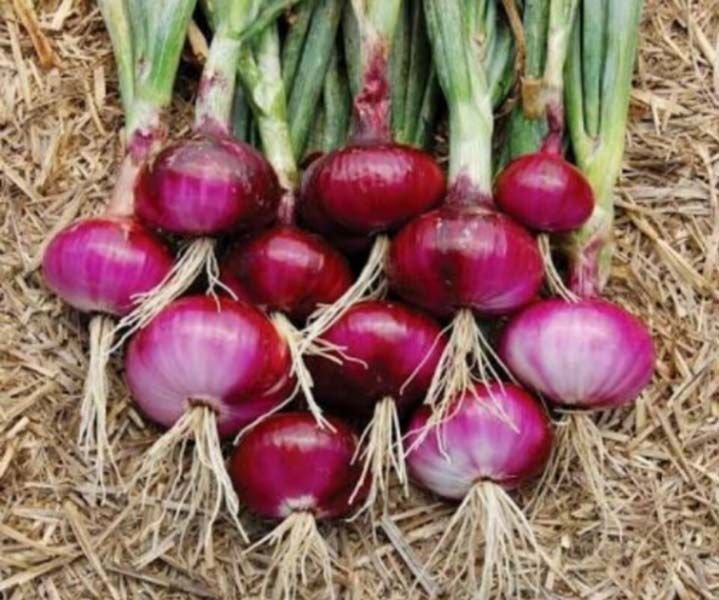 Fresh Red Onions 01