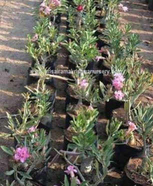 Adenium Obesum Plants