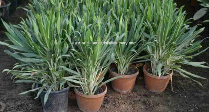 Aglaonema Bitkisi Plants