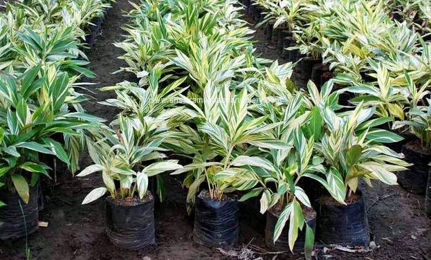 Alpinia Zerumbet Plants