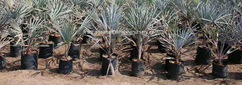 Bismarckia Nobilis Plants