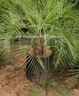 Butia Capitata Plants