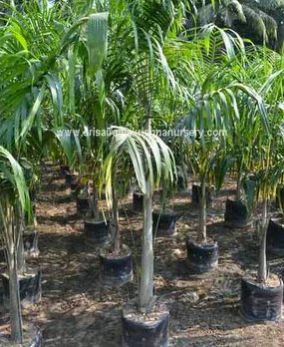 Carpentaria Acuminata Plants