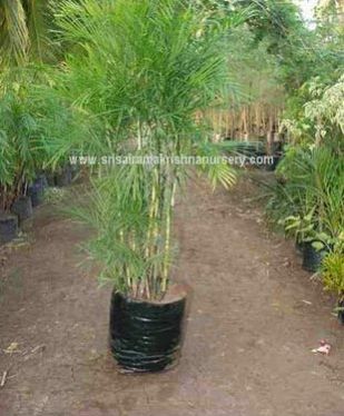 Chamaedorea Seifrizii Plants