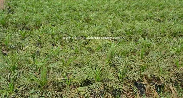 Phoenix Roebelenii Plants