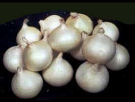 Agrifound White Onion