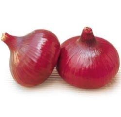 Pusa Red Onion