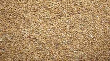 Pearl Millet Seeds