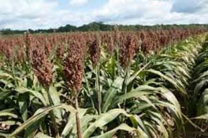Sorghum Seeds