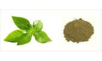 Tulsi Powder