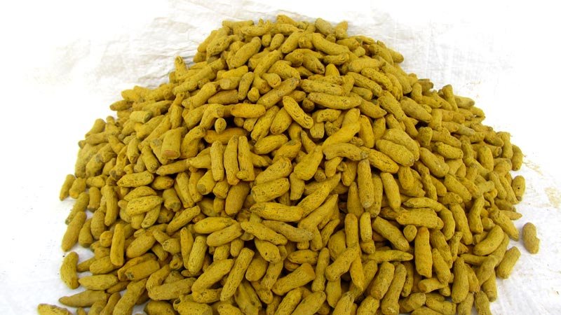 Turmeric Bits ( Double Polish ) 01